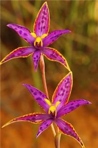 Queen of Sheba Orchid in Western Australia Journal