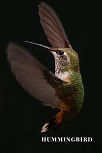 Hummingbird