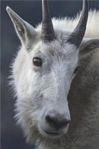Say Hello to the Mountain Goat Journal: 150 Page Lined Notebook/Diary