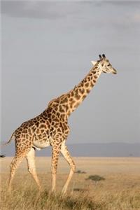 Giraffe in South Africa Journal
