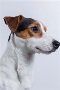 An Adorable Jack Russell Terrier in Profile Dog Pet Journal