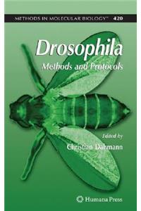 Drosophila