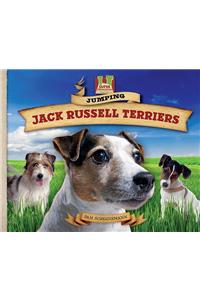 Jumping Jack Russell Terriers