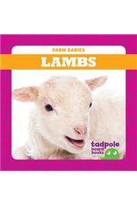 Lambs