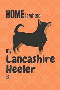Home is where my Lancashire Heeler is