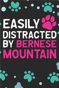 Easily Distracted by Bernese Mountain