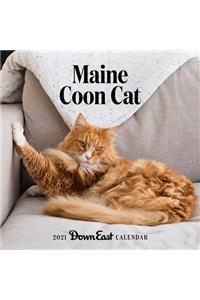 2021 Maine Coon Cat Wall Calendar