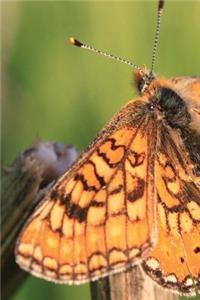 Butterfly in Nature