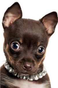 Chihuahua May Notebook & Journal. Productivity Work Planner & Idea Notepad