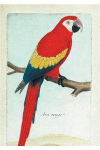 Carnet Ligné Ara Rouge, Dessin 18e Siècle