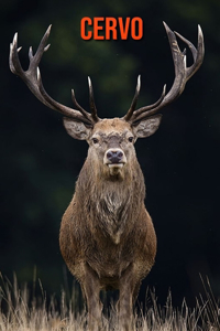 Cervo