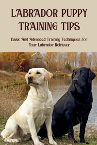 Labrador Puppy Training Tips