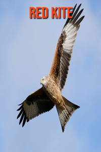 Red kite