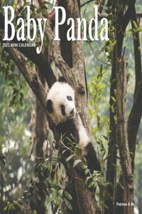 Baby Panda