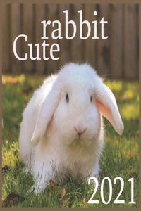 rabbit cute