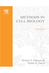 Centrosomes and Spindle Pole Bodies