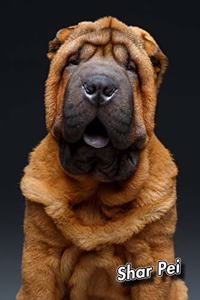 Shar Pei