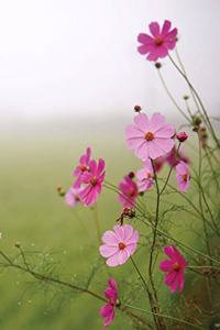 Pink Wildflowers