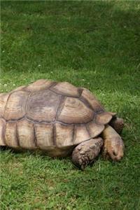 Giant African Spurred Tortoise Journal