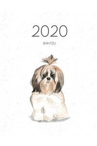 2020 Shih Tzu