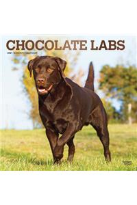 Labrador Retrievers, Chocolate 2021 Square Foil