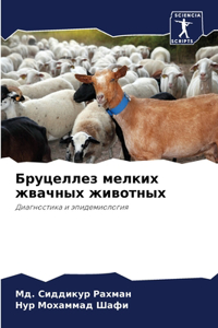Бруцеллез мелких жвачных животных