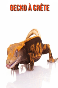 Gecko à Crête