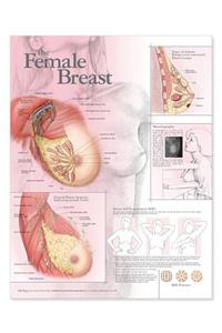 Female Breast Anatomical Chart