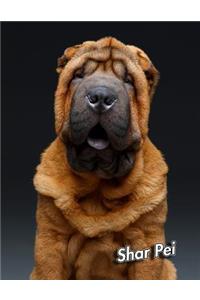 Shar Pei