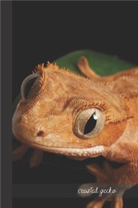 Crested Gecko