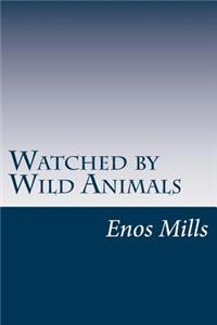 Watched by Wild Animals