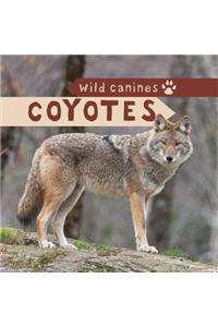 Coyotes