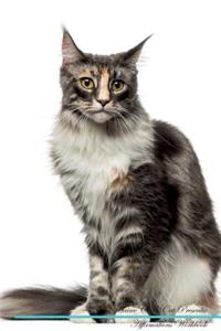 Maine Coon Cat Affirmations Workbook Maine Coon Cat Presents