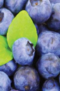 Blueberries Painted Notebook