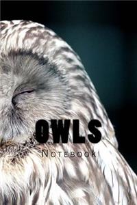 Owls