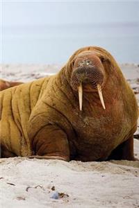 Walrus Beach Notebook