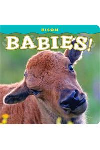 Bison Babies!