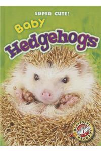 Baby Hedgehogs