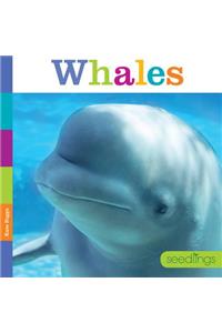 Seedlings: Whales