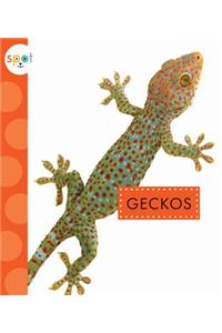 Geckos