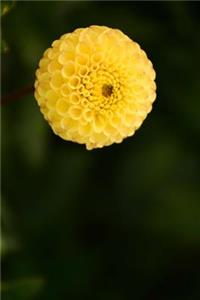 Yellow Dahlia Flower Starting to Bloom Journal