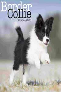 BORDER COLLIE PUPPIES M 2020