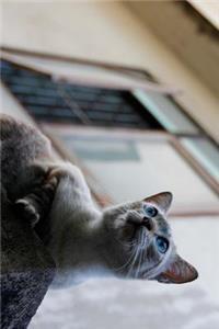 Blue Eyed Cat in Thailand Journal