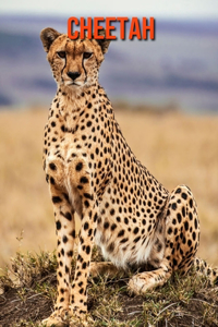 Cheetah