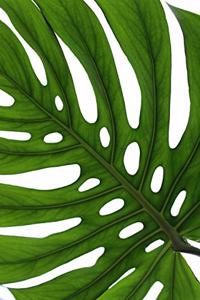 Close-Up of a Leaf of a Monstera Deliciosa Plant Journal