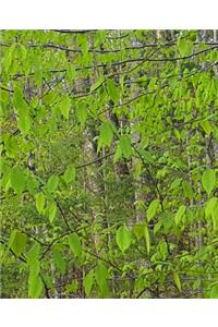 Spring Leaves Forest School Composition Book
