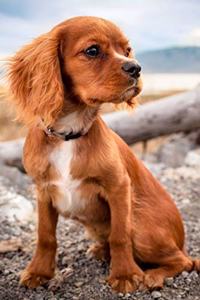 Puppy