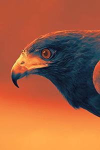 Falconry Notebook