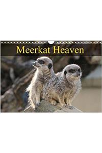 Meerkat Heaven 2018