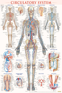 Circulatory System Poster (22 X 28 Inches) - Laminated